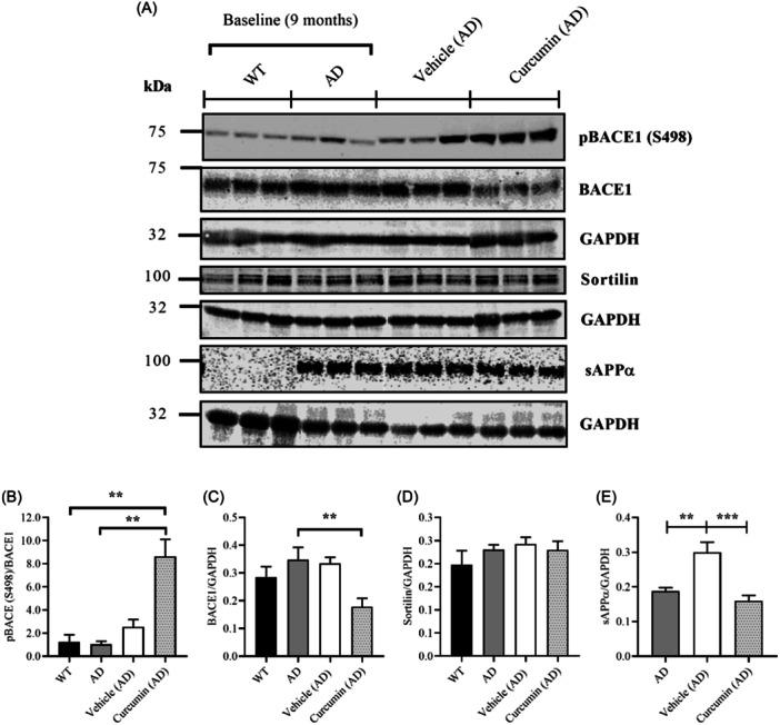 https://cdn.ncbi.nlm.nih.gov/pmc/blobs/2110/11649387/7b34324f0788/IBRA-10-500-g007.jpg