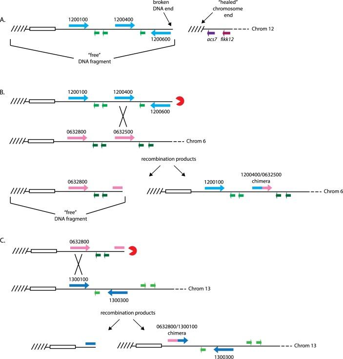 https://cdn.ncbi.nlm.nih.gov/pmc/blobs/2113/6532940/a385084f3e44/pbio.3000271.g005.jpg