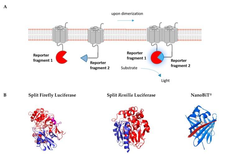https://cdn.ncbi.nlm.nih.gov/pmc/blobs/2114/6627893/38720a7c05dd/ijms-20-02958-g004.jpg