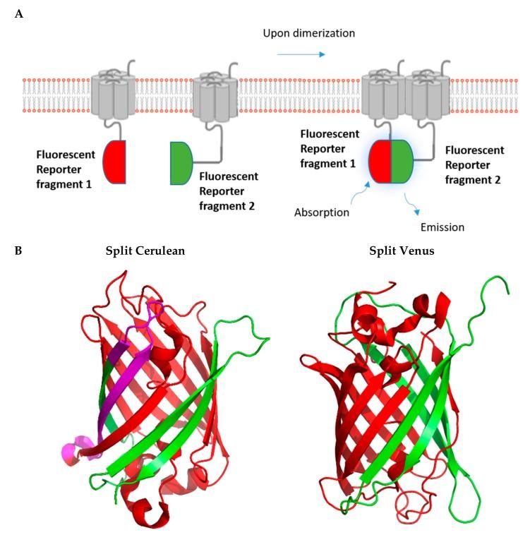 https://cdn.ncbi.nlm.nih.gov/pmc/blobs/2114/6627893/cd21e3d55c2c/ijms-20-02958-g003.jpg