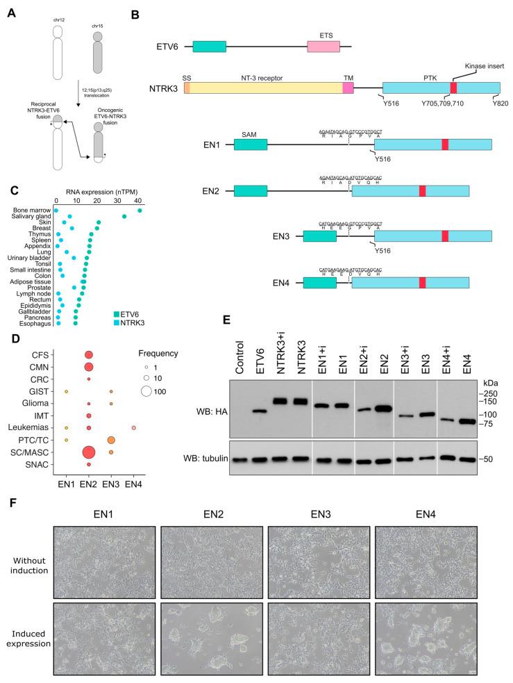 https://cdn.ncbi.nlm.nih.gov/pmc/blobs/2115/10486691/71ca0f903972/cancers-15-04246-g001.jpg