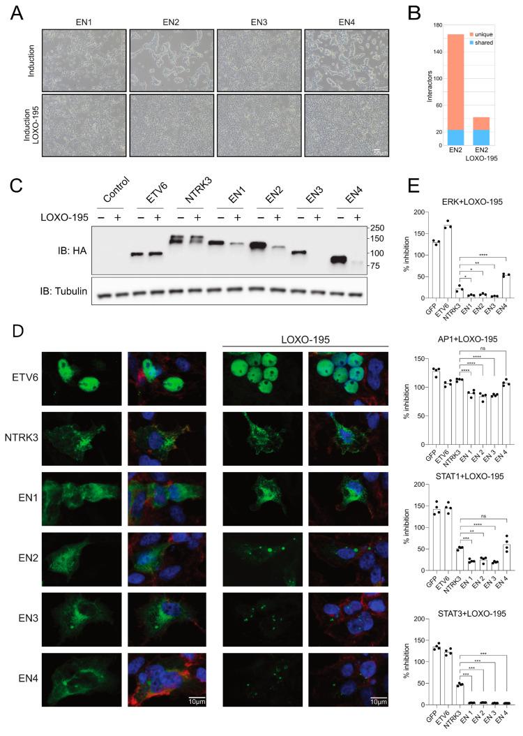 https://cdn.ncbi.nlm.nih.gov/pmc/blobs/2115/10486691/dc4941bbe2ea/cancers-15-04246-g005.jpg