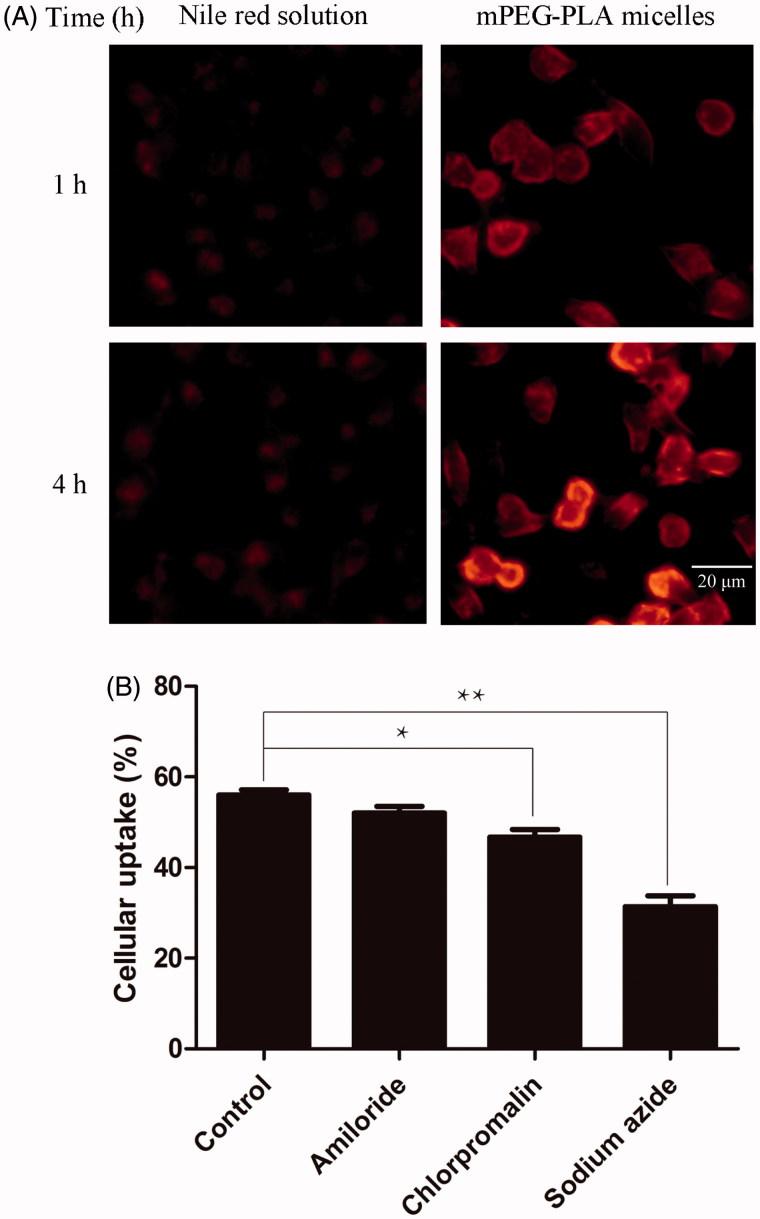 https://cdn.ncbi.nlm.nih.gov/pmc/blobs/2115/6058700/ecca50db73bb/IDRD_A_1458923_F0005_C.jpg