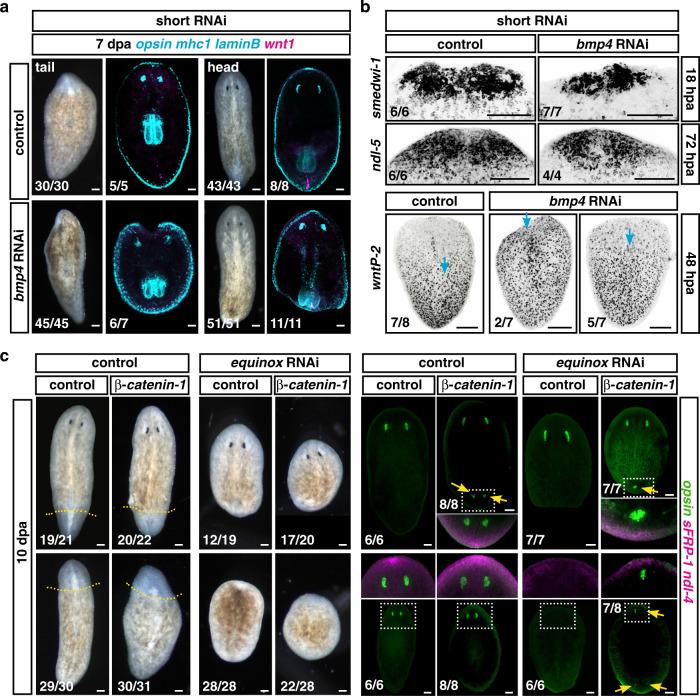 https://cdn.ncbi.nlm.nih.gov/pmc/blobs/2125/9117669/6bd1e694009a/41467_2022_30412_Fig6_HTML.jpg