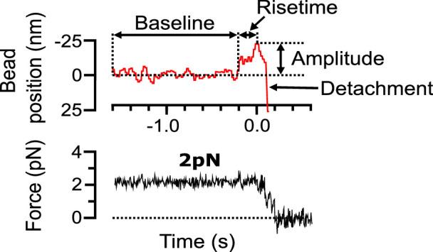 https://cdn.ncbi.nlm.nih.gov/pmc/blobs/2130/9799970/f25226bb8f32/elife-83225-fig1-figsupp1.jpg