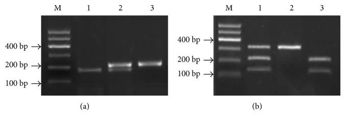 https://cdn.ncbi.nlm.nih.gov/pmc/blobs/2131/5420431/42dc70b77183/DM2017-2960502.002.jpg