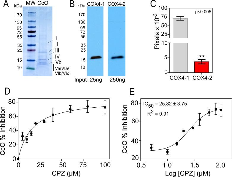 https://cdn.ncbi.nlm.nih.gov/pmc/blobs/2132/5514931/0b7078ffce66/oncotarget-08-37568-g006.jpg