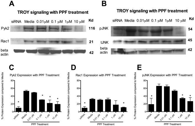 https://cdn.ncbi.nlm.nih.gov/pmc/blobs/2133/3359343/6569bc51de27/pone.0037955.g004.jpg