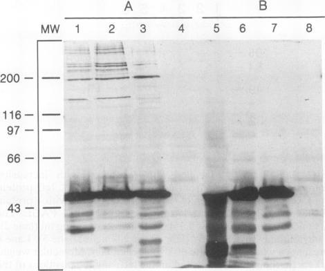https://cdn.ncbi.nlm.nih.gov/pmc/blobs/2139/281296/a408475658b2/iai00024-0230-a.jpg