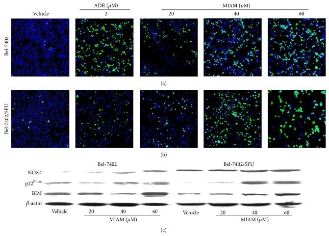 https://cdn.ncbi.nlm.nih.gov/pmc/blobs/213d/4413889/9ce89024a7e8/BMRI2015-491205.004.jpg