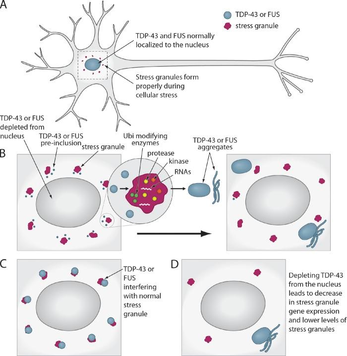 https://cdn.ncbi.nlm.nih.gov/pmc/blobs/213e/3639398/073c193e43c4/JCB_201302044_Fig3.jpg