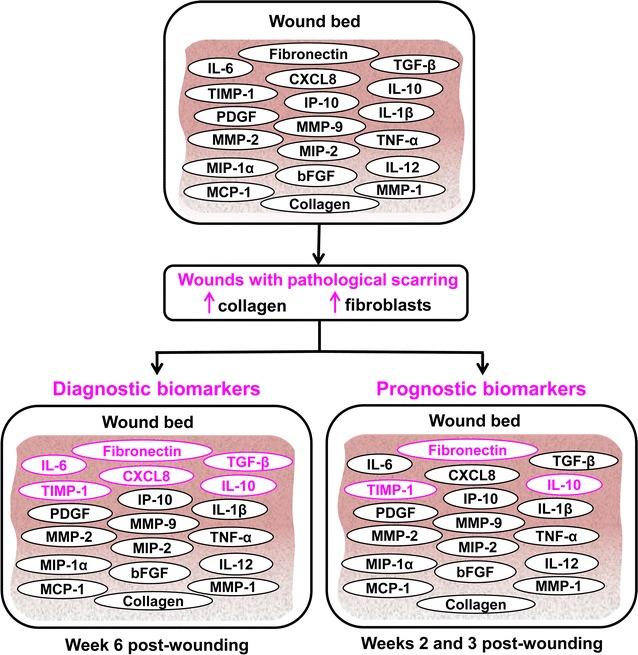 https://cdn.ncbi.nlm.nih.gov/pmc/blobs/2144/5819197/70e66f892890/12967_2018_1406_Fig6_HTML.jpg