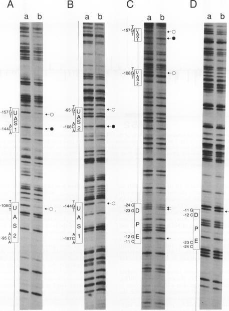 https://cdn.ncbi.nlm.nih.gov/pmc/blobs/2153/207961/82bbf580d0d9/jbacter00101-0219-a.jpg