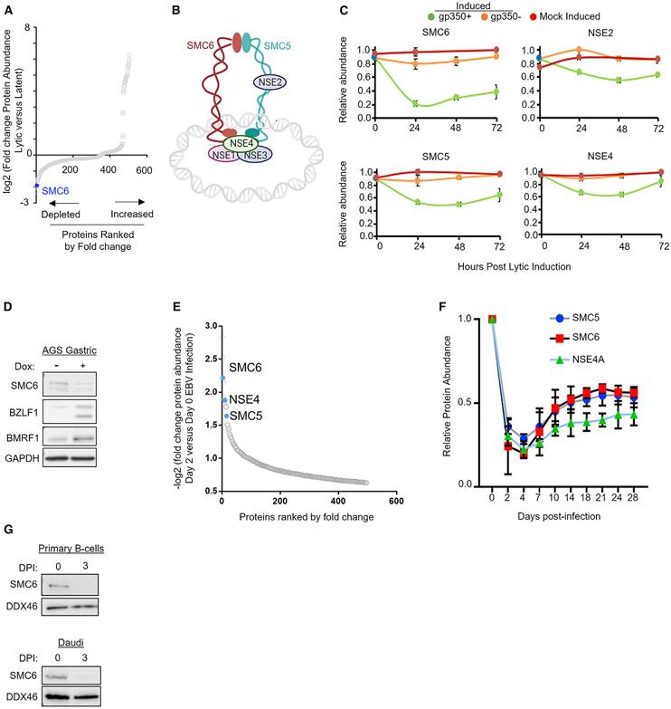 https://cdn.ncbi.nlm.nih.gov/pmc/blobs/2153/8981113/bf64a2699910/nihms-1787420-f0002.jpg