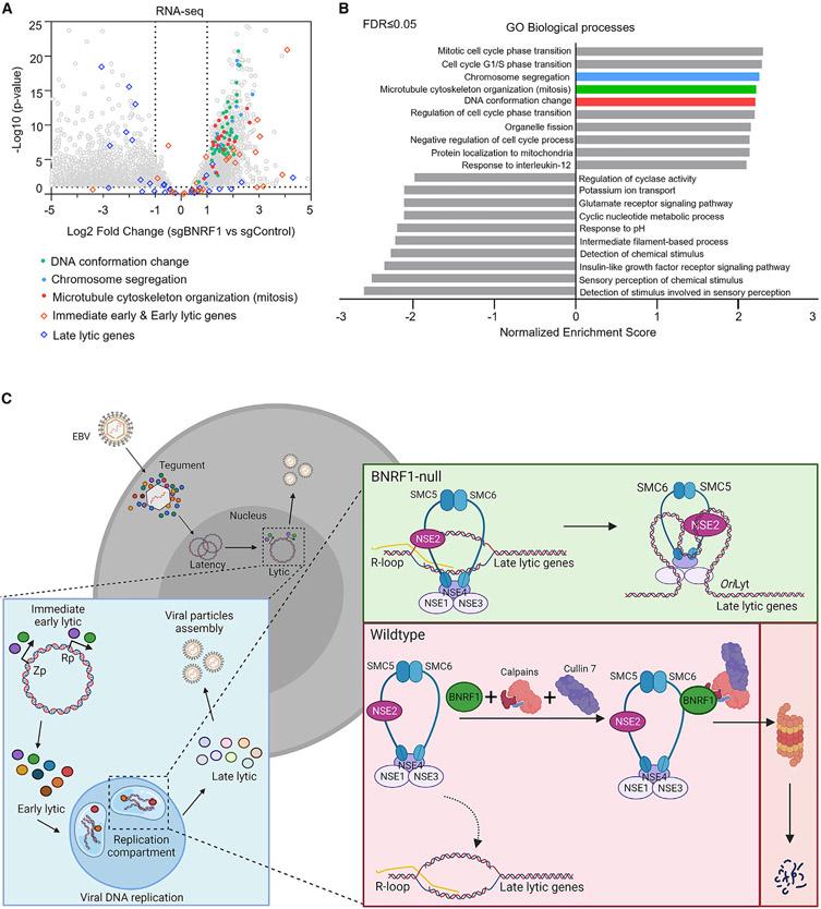https://cdn.ncbi.nlm.nih.gov/pmc/blobs/2153/8981113/c9a940626c86/nihms-1787420-f0008.jpg