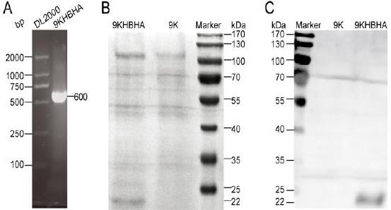 https://cdn.ncbi.nlm.nih.gov/pmc/blobs/2156/5811762/8789ea4a054f/IJBMS-21-219-g002.jpg