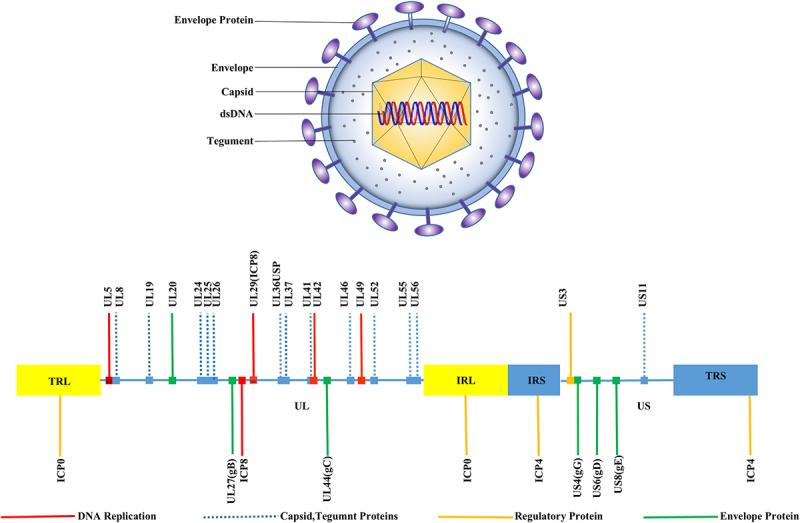 https://cdn.ncbi.nlm.nih.gov/pmc/blobs/215c/11562918/01d8ce3dd706/KVIR_A_2425744_F0001_OC.jpg