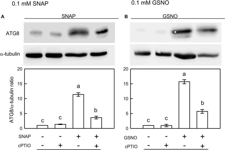 https://cdn.ncbi.nlm.nih.gov/pmc/blobs/215d/7298128/98ca7f23ee23/fpls-11-00772-g006.jpg