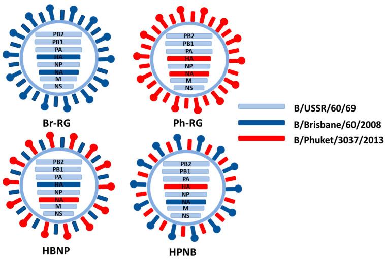 https://cdn.ncbi.nlm.nih.gov/pmc/blobs/2163/10821225/541bf9d7ffd7/vaccines-12-00095-g005.jpg