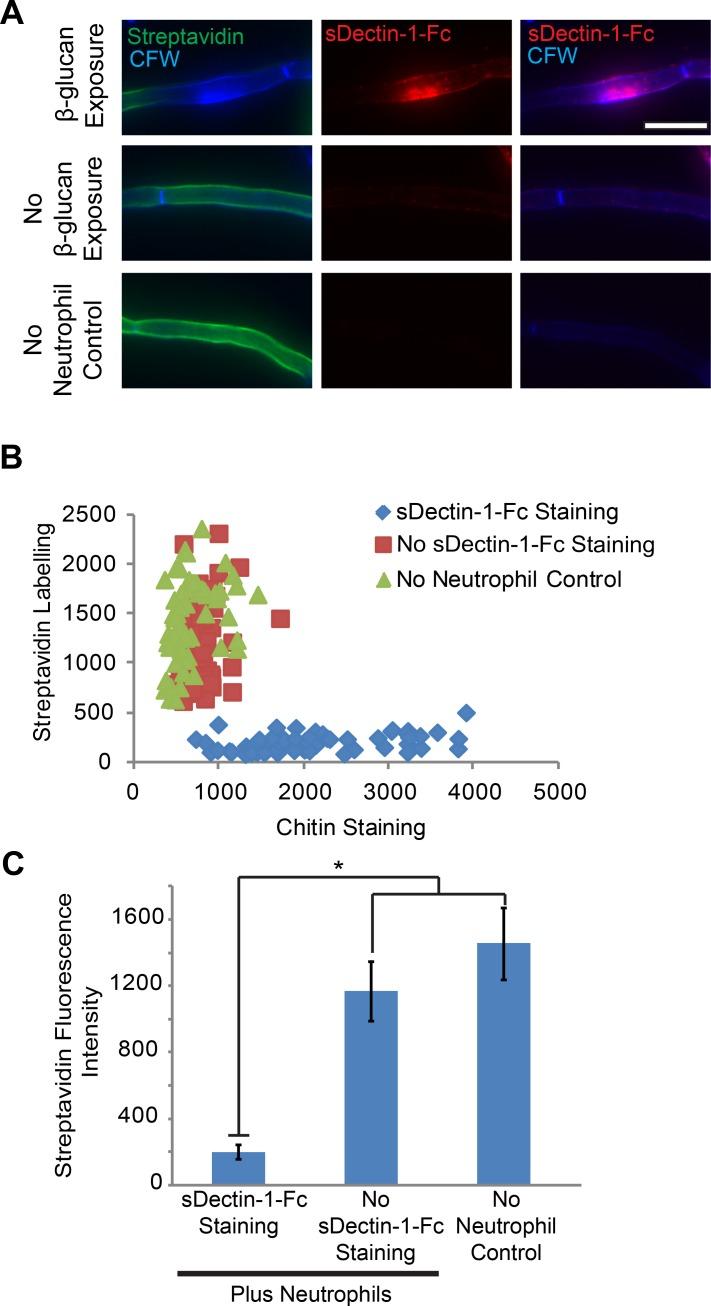 https://cdn.ncbi.nlm.nih.gov/pmc/blobs/2168/4880299/177314e50b2e/ppat.1005644.g002.jpg