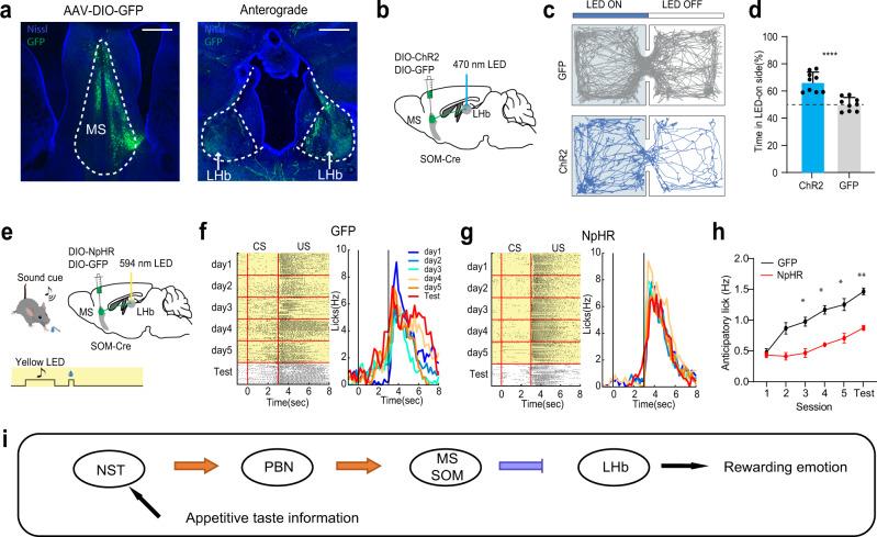 https://cdn.ncbi.nlm.nih.gov/pmc/blobs/2169/8901785/321812775fd4/41467_2022_28854_Fig9_HTML.jpg