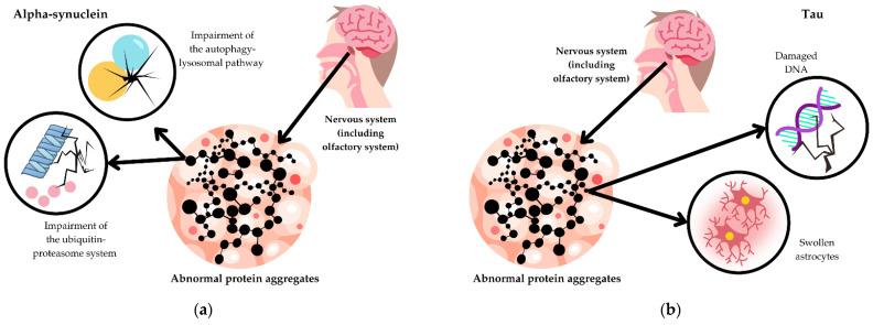 https://cdn.ncbi.nlm.nih.gov/pmc/blobs/216a/11504037/4898f9469b2e/biomedicines-12-02257-g003.jpg