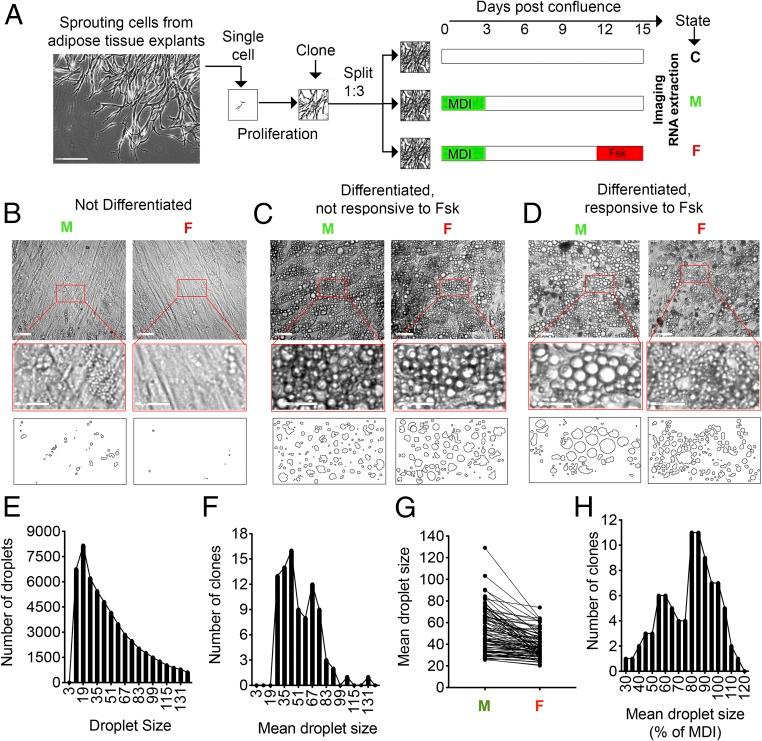 https://cdn.ncbi.nlm.nih.gov/pmc/blobs/216e/6731669/094c87d30688/pnas.1906512116fig01.jpg