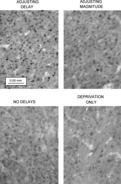 https://cdn.ncbi.nlm.nih.gov/pmc/blobs/2171/2892743/6154d3a0061b/gr7.jpg