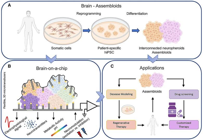 https://cdn.ncbi.nlm.nih.gov/pmc/blobs/2174/11855295/7bd399811898/rbae137f3.jpg