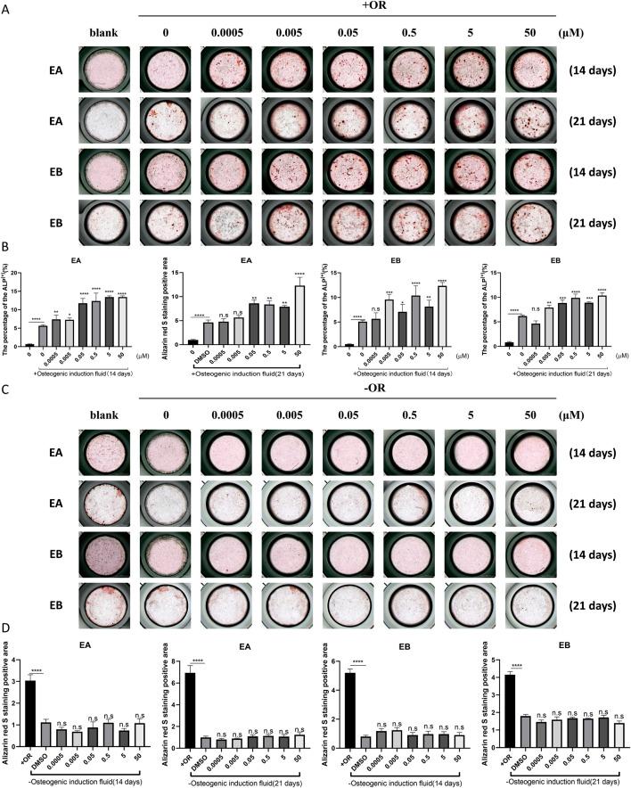 https://cdn.ncbi.nlm.nih.gov/pmc/blobs/2178/12264438/001ac09ef28d/fphar-16-1532665-g005.jpg
