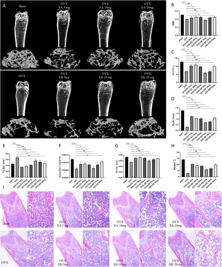 https://cdn.ncbi.nlm.nih.gov/pmc/blobs/2178/12264438/a6a841effc0c/fphar-16-1532665-g007.jpg
