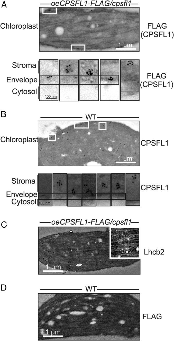 https://cdn.ncbi.nlm.nih.gov/pmc/blobs/2179/7183190/98dc2ebf79b0/pnas.1916946117fig04.jpg