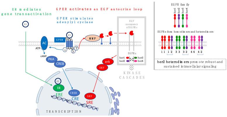 https://cdn.ncbi.nlm.nih.gov/pmc/blobs/2181/10605794/4a065cb8629b/cells-12-02460-g001.jpg