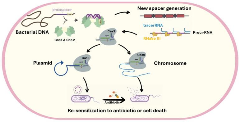 https://cdn.ncbi.nlm.nih.gov/pmc/blobs/2182/11944582/28595431f6f9/pharmaceuticals-18-00402-g007.jpg