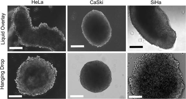 https://cdn.ncbi.nlm.nih.gov/pmc/blobs/2183/5629750/a954c50d7011/12951_2017_298_Fig8_HTML.jpg