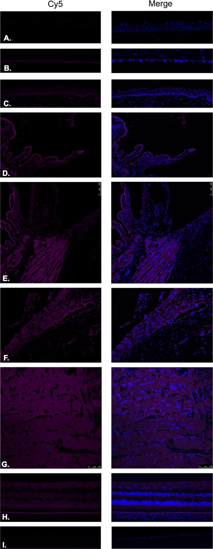 https://cdn.ncbi.nlm.nih.gov/pmc/blobs/2186/5620137/ff08c7896086/oncotarget-08-66796-g002.jpg