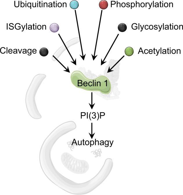 https://cdn.ncbi.nlm.nih.gov/pmc/blobs/2186/6460389/cf79b50795c3/41418_2018_254_Figa_HTML.jpg
