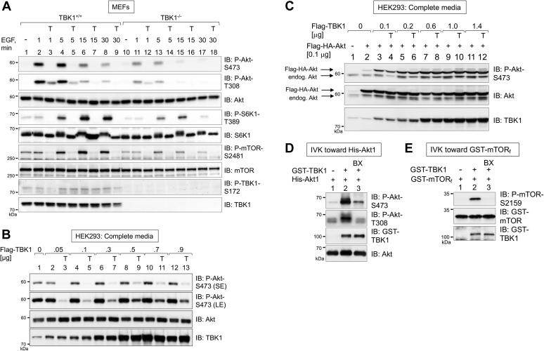 https://cdn.ncbi.nlm.nih.gov/pmc/blobs/2186/8342794/6b2c9fc42abc/gr2.jpg