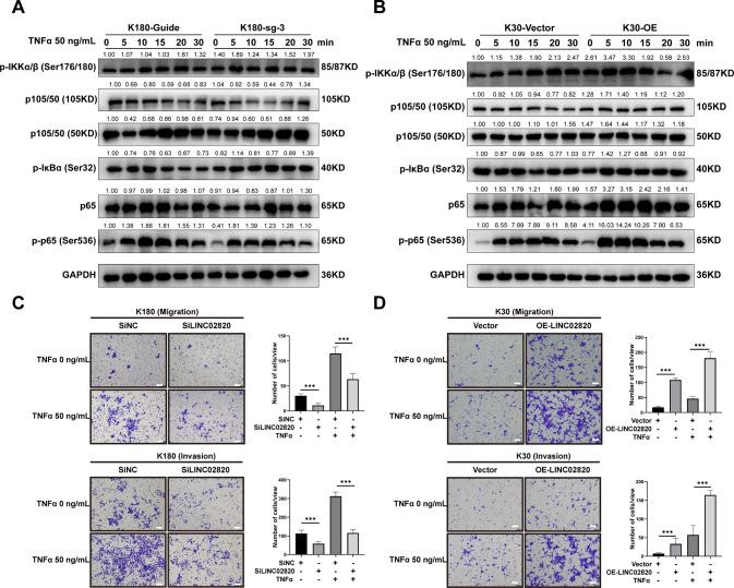 https://cdn.ncbi.nlm.nih.gov/pmc/blobs/2189/9935391/283002dd54e8/41417_2022_554_Fig6_HTML.jpg