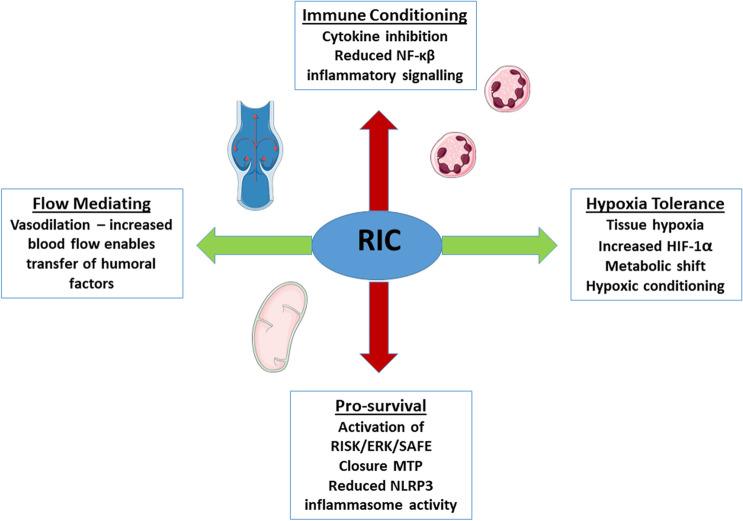 https://cdn.ncbi.nlm.nih.gov/pmc/blobs/218b/7904740/619237c7f697/395_2021_852_Fig1_HTML.jpg