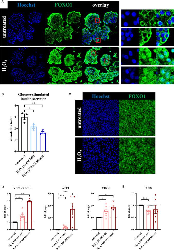 https://cdn.ncbi.nlm.nih.gov/pmc/blobs/218e/8601632/228982947d74/fimmu-12-690379-g001.jpg