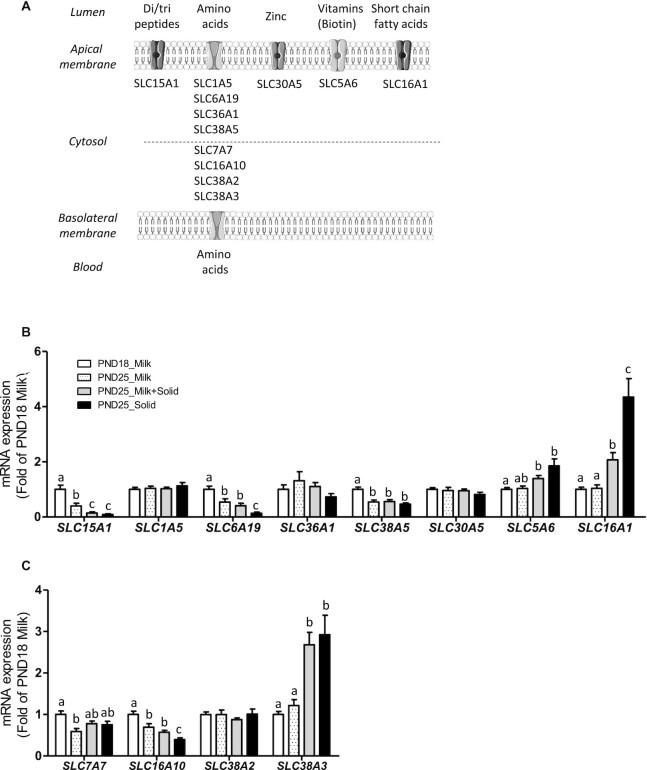 https://cdn.ncbi.nlm.nih.gov/pmc/blobs/218e/8891179/44889427c3bf/nxab411fig5.jpg