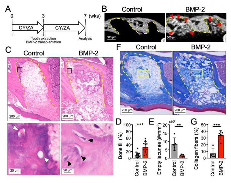 https://cdn.ncbi.nlm.nih.gov/pmc/blobs/2190/7583034/16942ae30f12/ijms-21-07028-g002.jpg