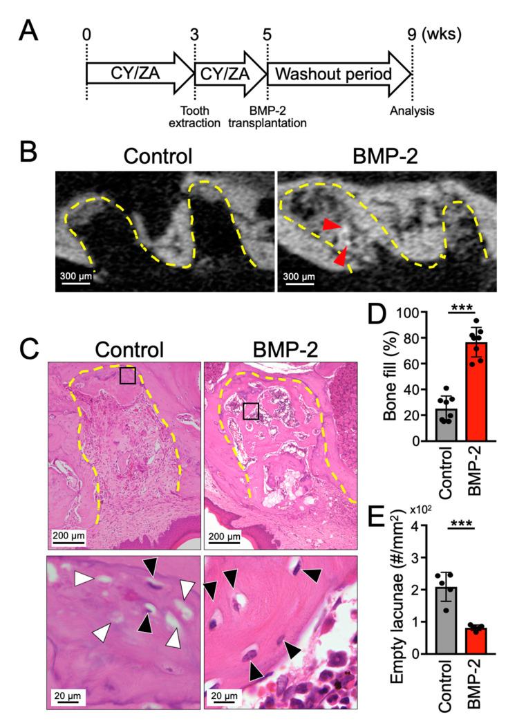 https://cdn.ncbi.nlm.nih.gov/pmc/blobs/2190/7583034/d02c255c8e80/ijms-21-07028-g003.jpg