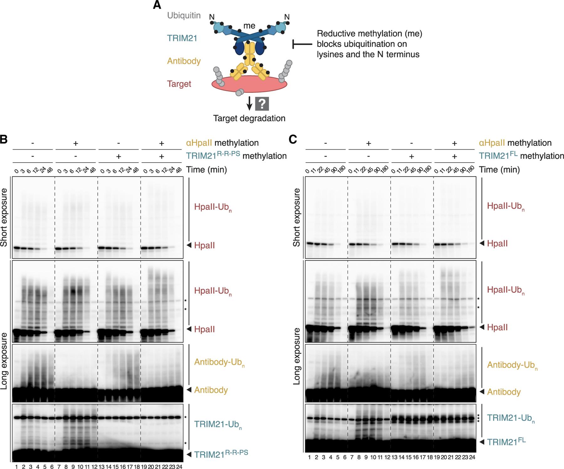 https://cdn.ncbi.nlm.nih.gov/pmc/blobs/2191/10435667/9746c7719dc4/nihms-1878893-f0006.jpg