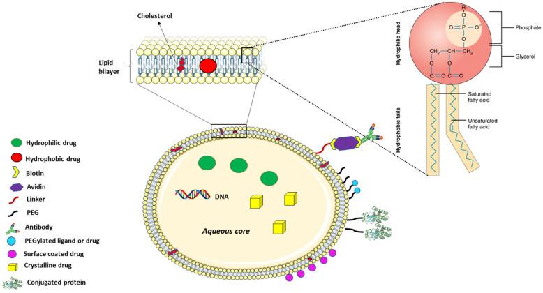 https://cdn.ncbi.nlm.nih.gov/pmc/blobs/2192/10096782/ec6c6b563c7a/polymers-15-01596-g002.jpg