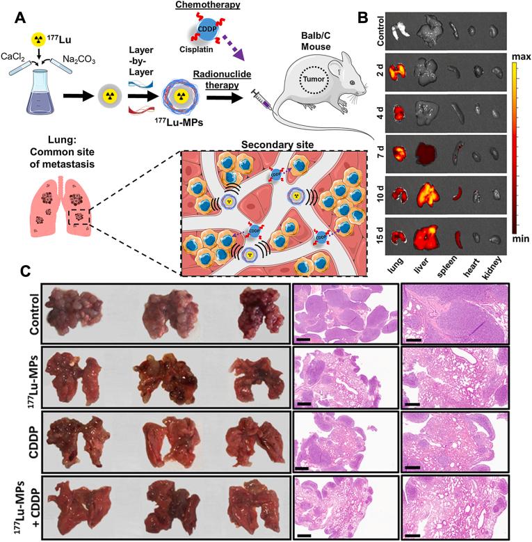 https://cdn.ncbi.nlm.nih.gov/pmc/blobs/2192/12355509/df6881331607/gr5.jpg