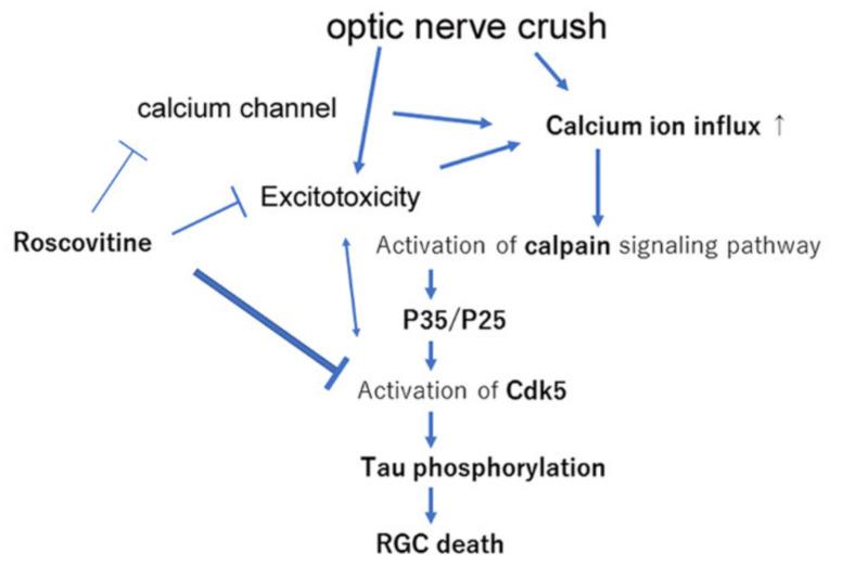https://cdn.ncbi.nlm.nih.gov/pmc/blobs/2193/8347789/1118d625e36b/ijms-22-08096-g007.jpg