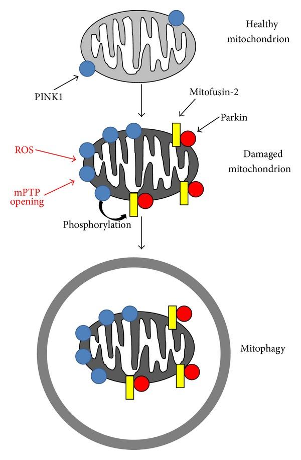 https://cdn.ncbi.nlm.nih.gov/pmc/blobs/2197/4124219/2afd445342c8/OMCL2014-210934.003.jpg