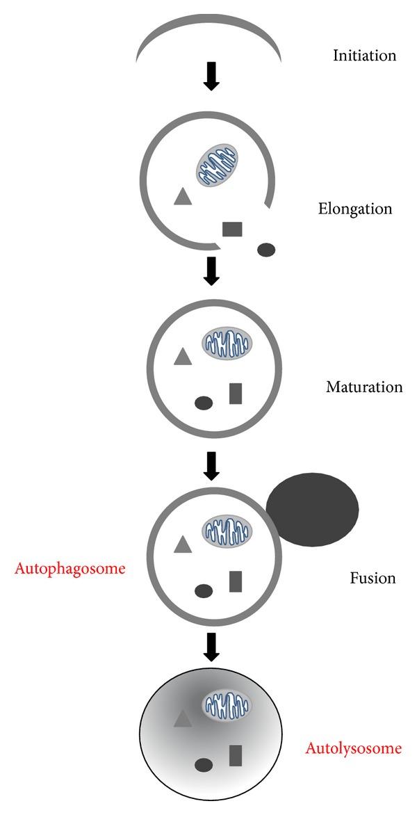 https://cdn.ncbi.nlm.nih.gov/pmc/blobs/2197/4124219/61eee5dda264/OMCL2014-210934.001.jpg